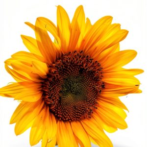 Bipolar Disorder eBook Sunflower House Publishing Psychology-0